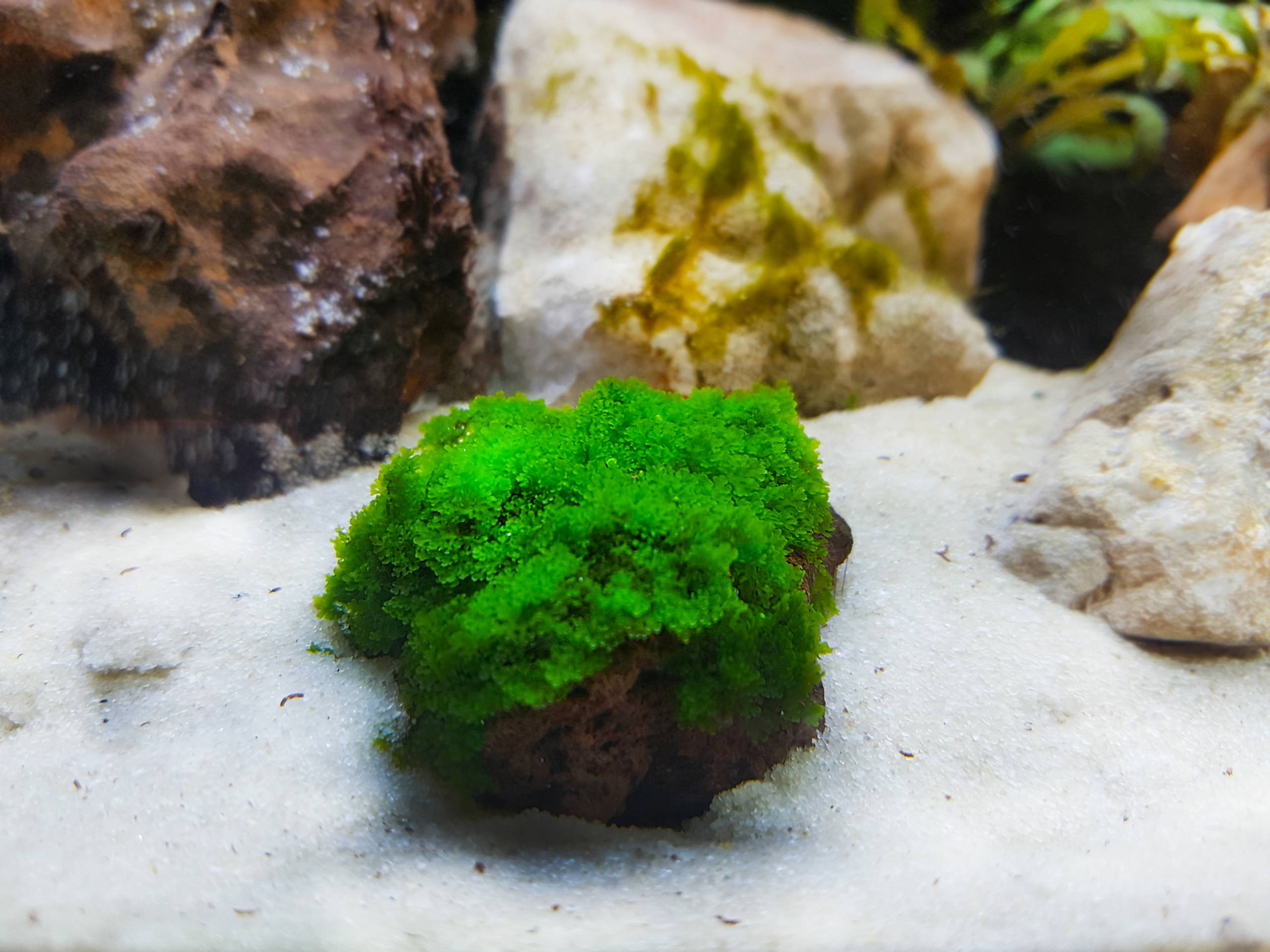 Stein mit Moos für Aquarium | Galerie Wasserwelten