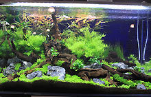 Aquascaping-Tour-036s.jpg