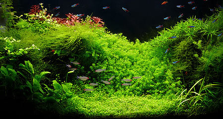 aquascaping.jpg