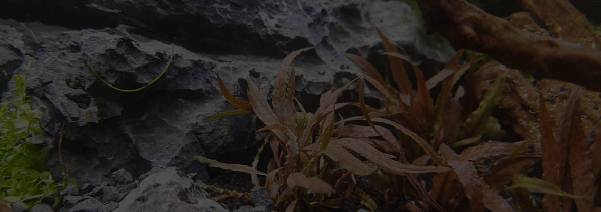 background-1-1.jpg